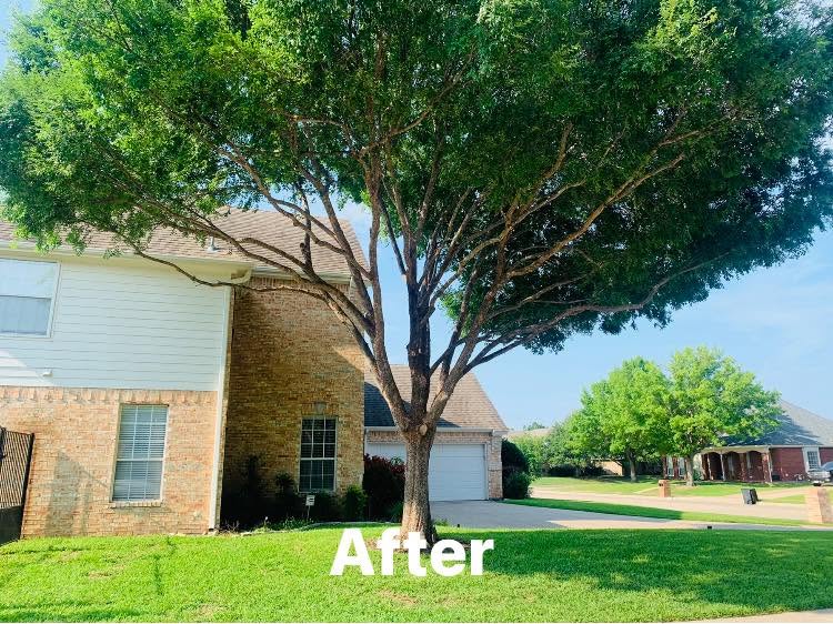 Residential Tree Trimming project