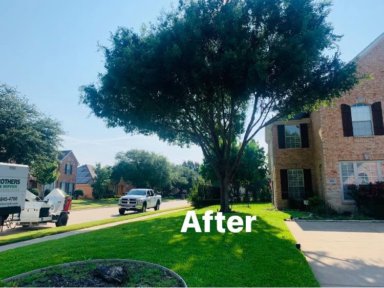 Hernandez Tree & Care project 12