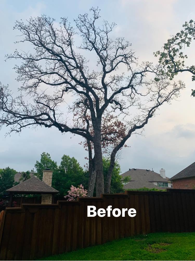 Storm Damage Tree Removal project