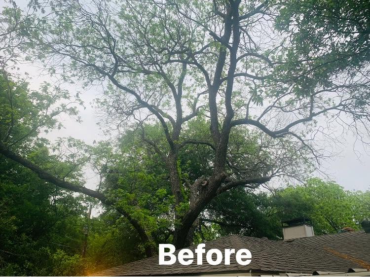 Hernandez Tree & Care project 4