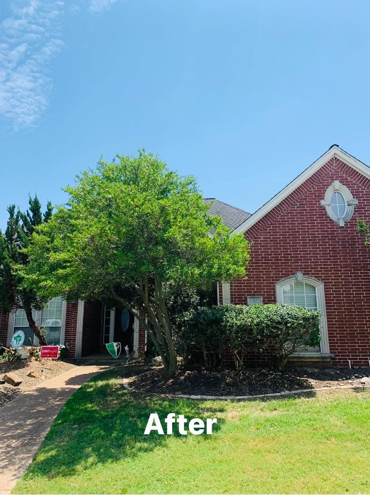 Hernandez Tree & Care project 16
