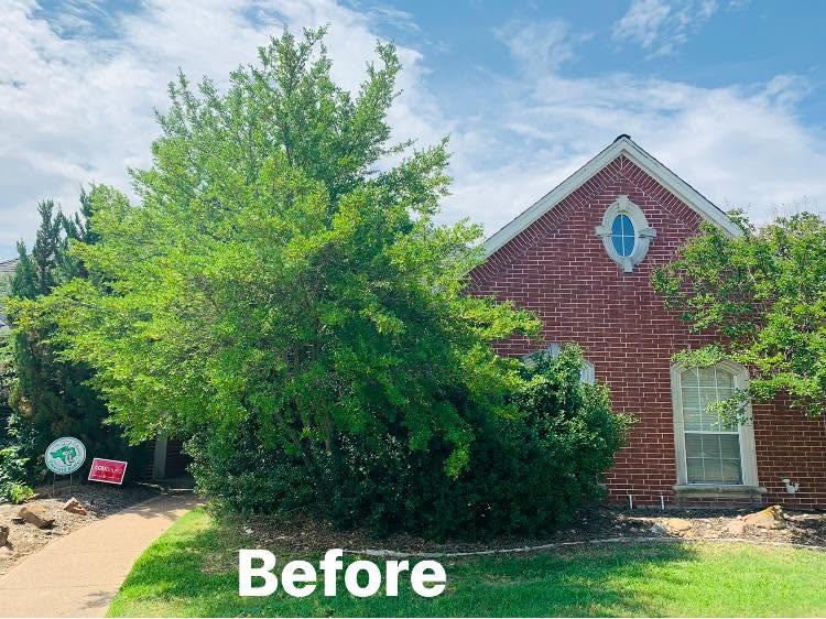 Hernandez Tree & Care project 17
