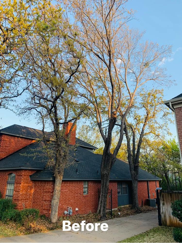 Hernandez Tree & Care project 87