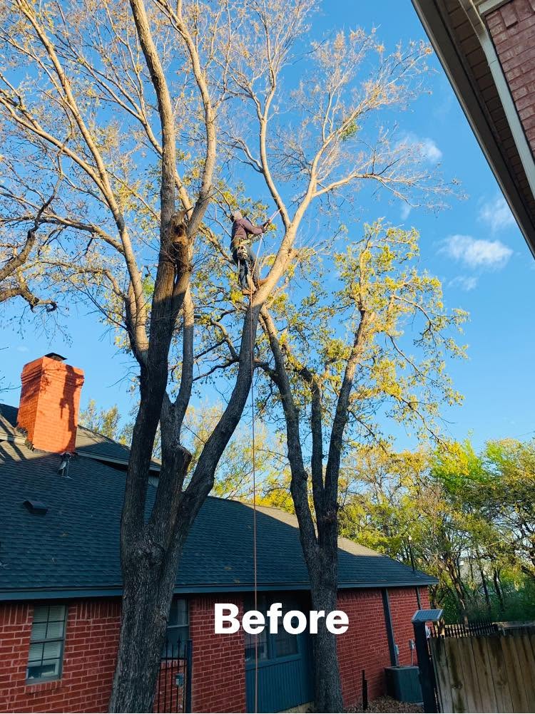Hernandez Tree & Care project 93