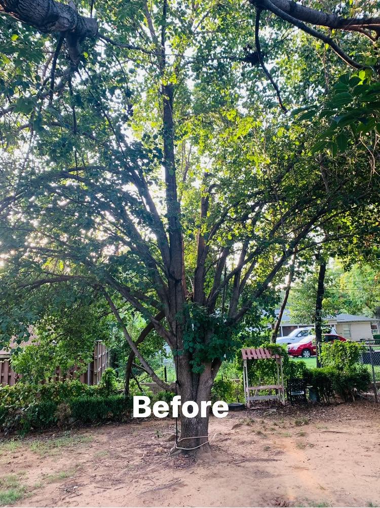 Tree Trimming and Tree Pruning project