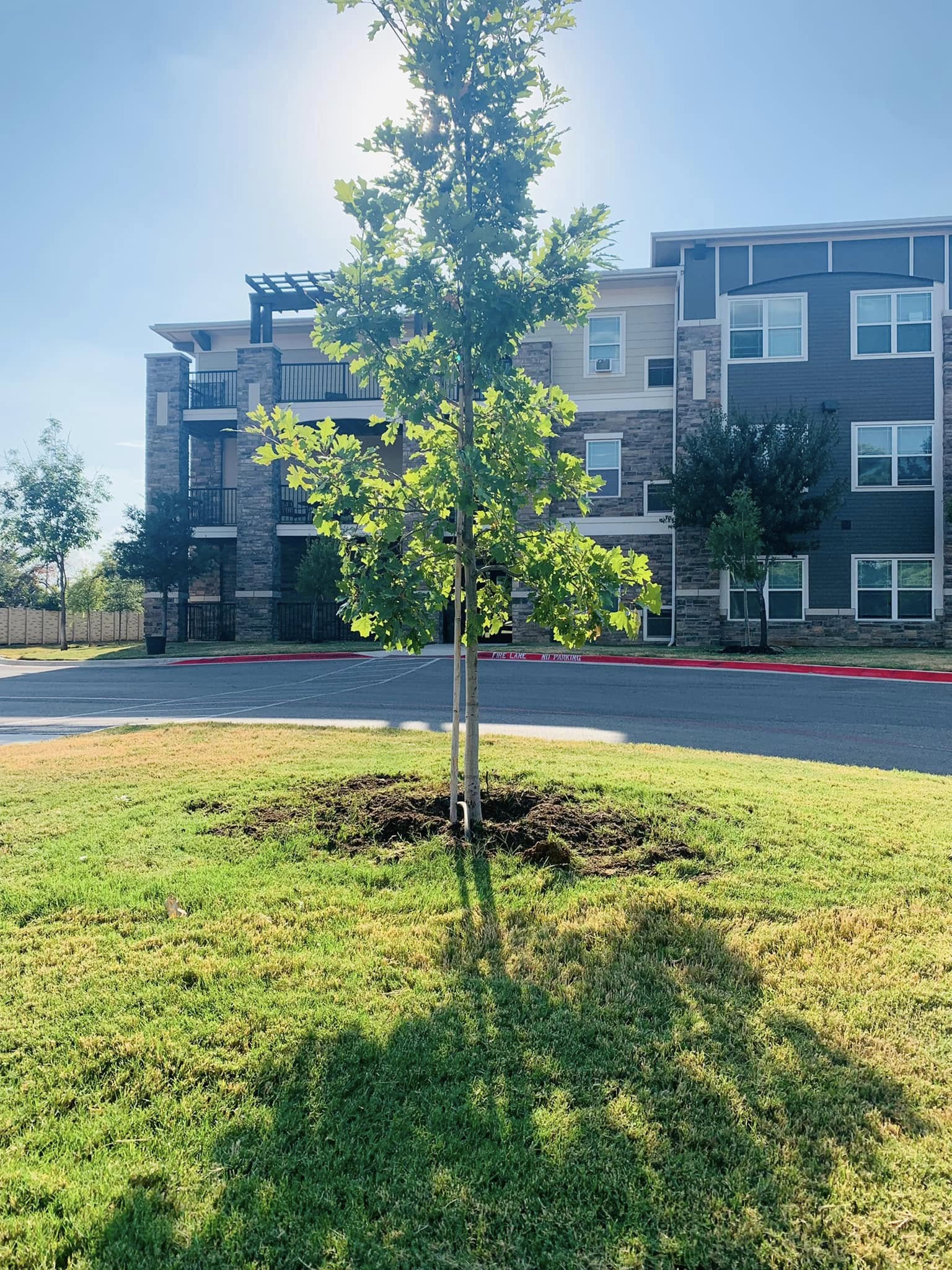 Hernandez Tree & Care project 25
