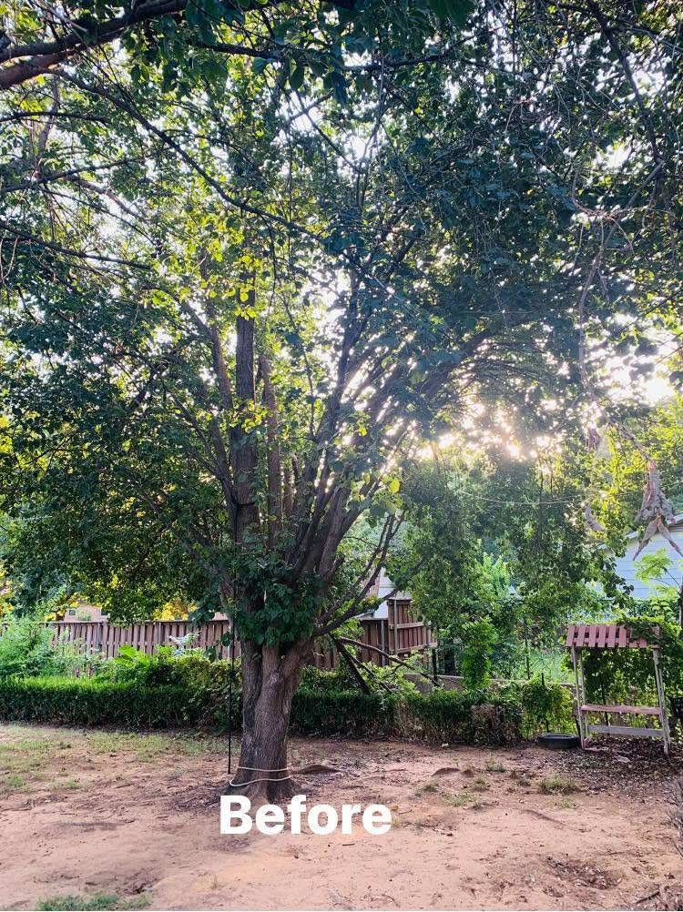 Hernandez Tree & Care project 27