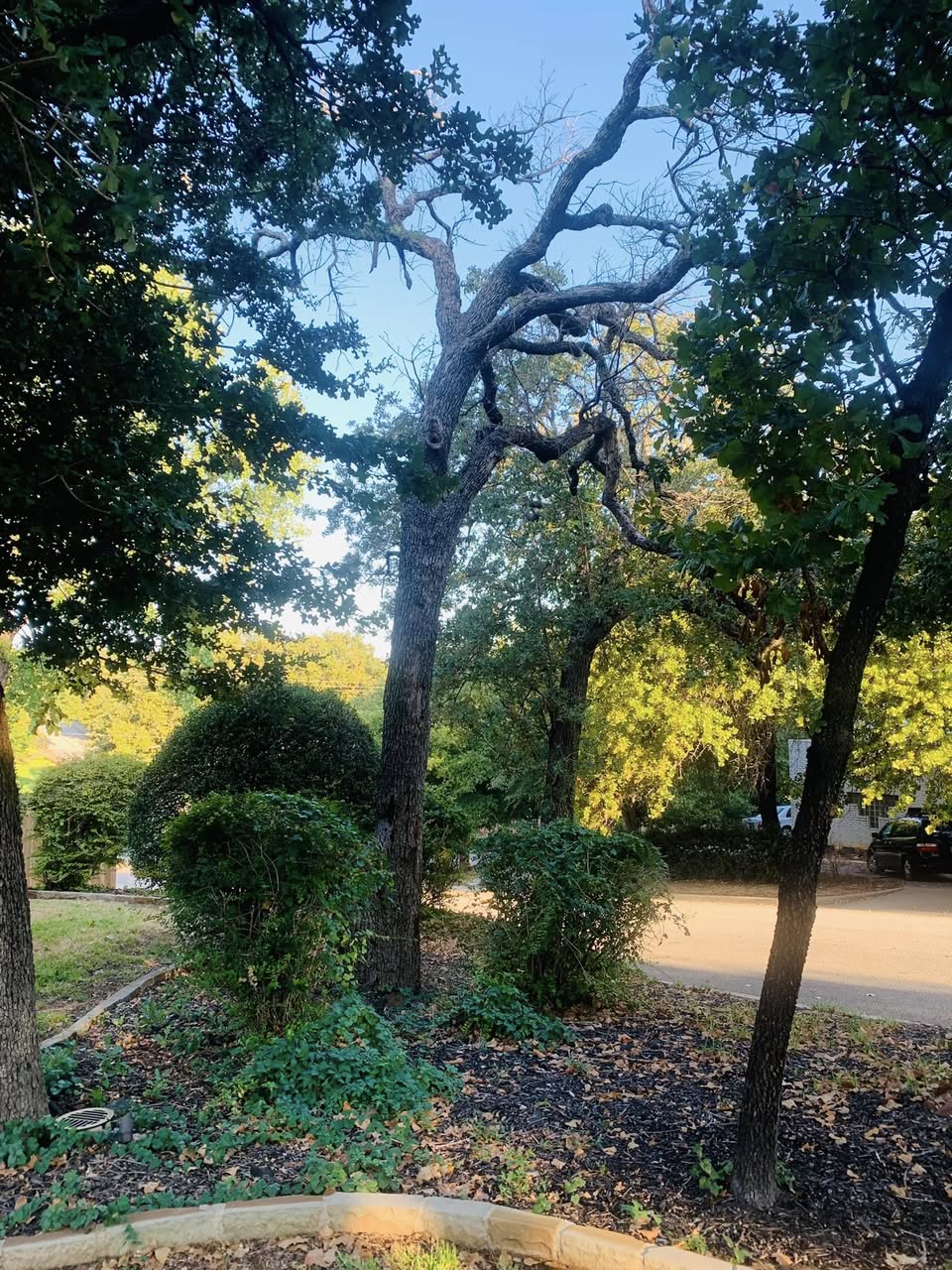 Hernandez Tree & Care project 29