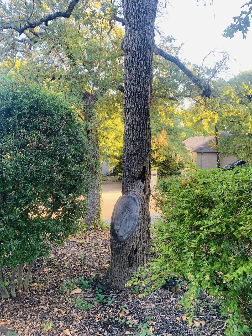 Hernandez Tree & Care project 30
