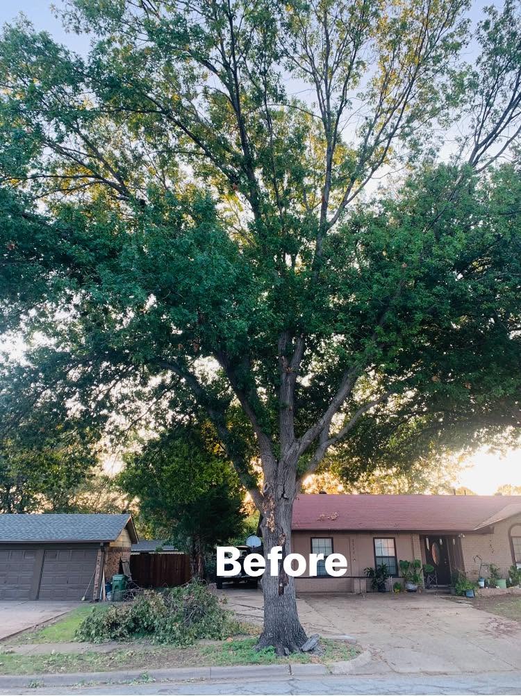 Hernandez Tree & Care project 37