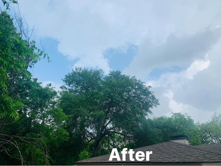 Hernandez Tree & Care project 7