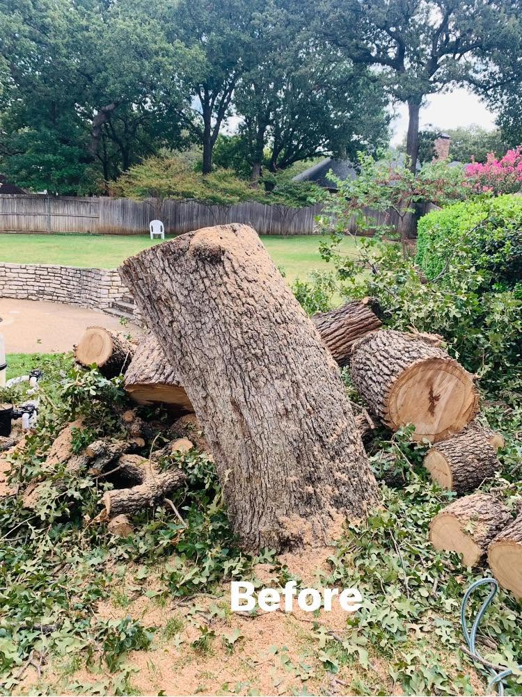Fallen Tree Removal project