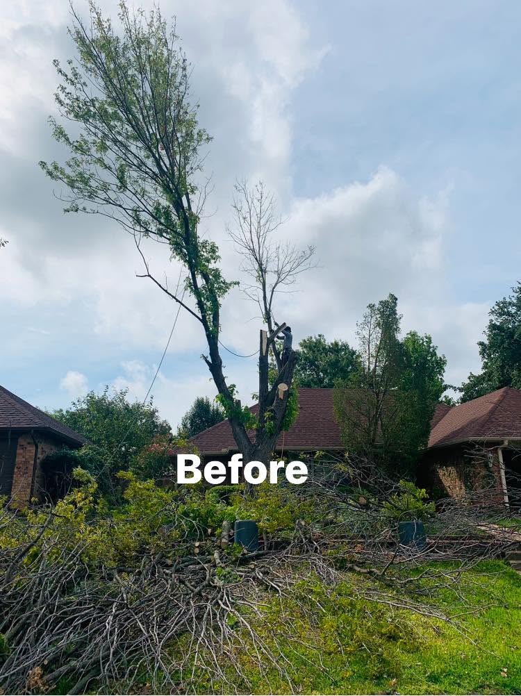 Hernandez Tree & Care project 47