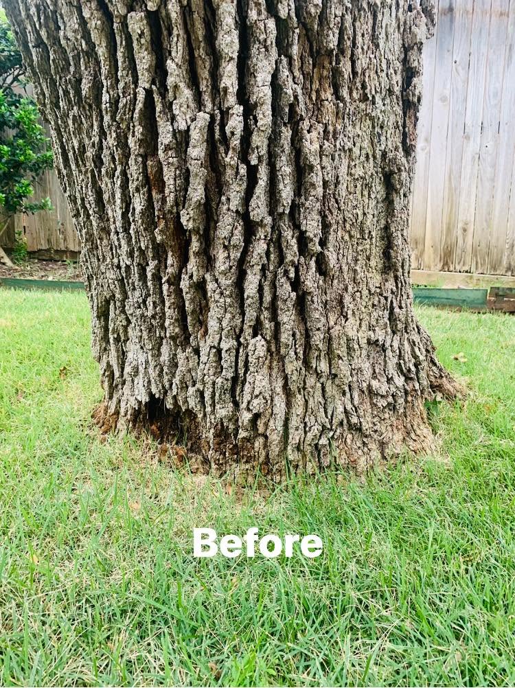 Hernandez Tree & Care project 50
