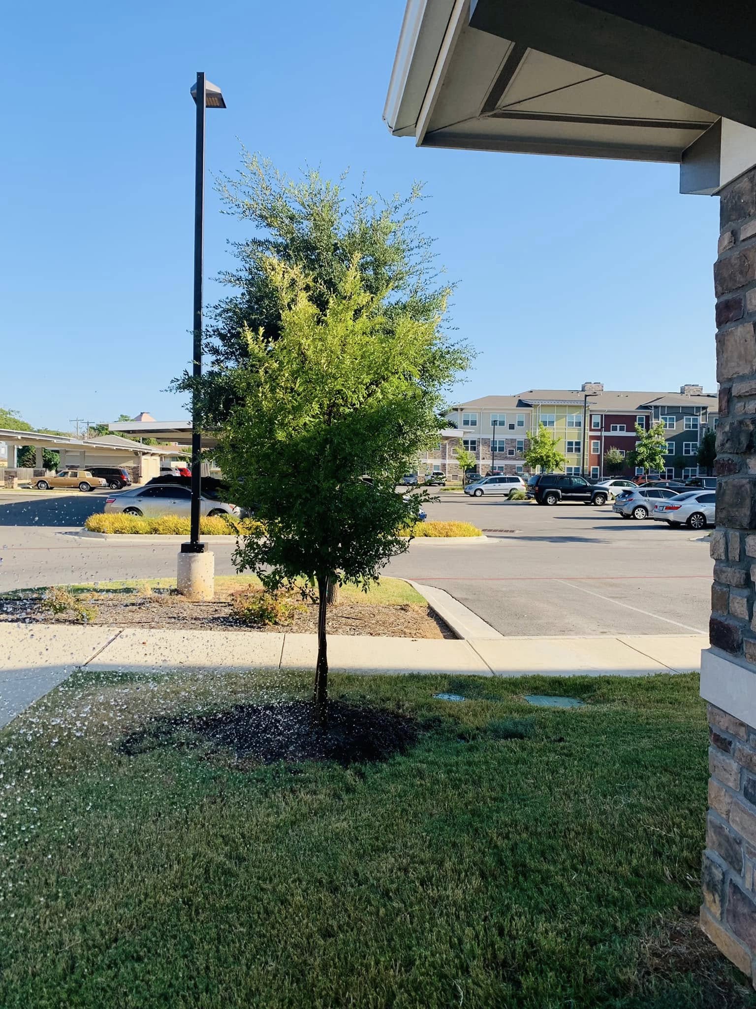 Hernandez Tree & Care project 54