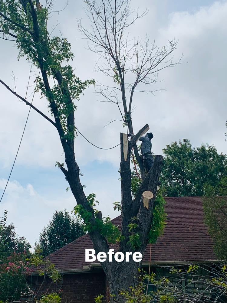 Emergency Tree Removals project