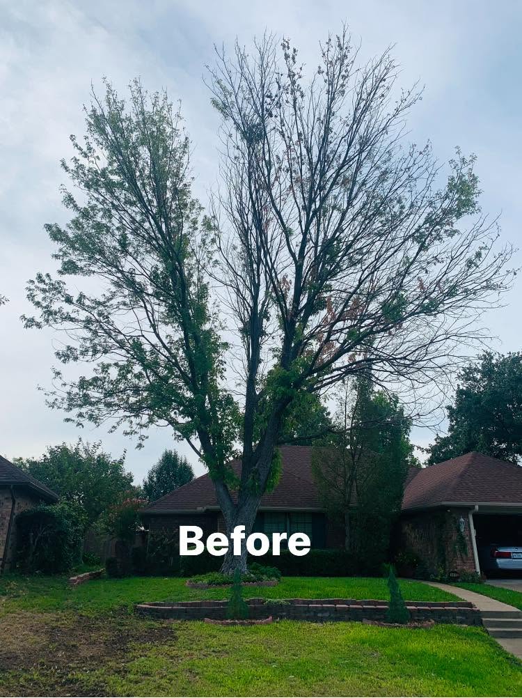Tree Limb Removal project