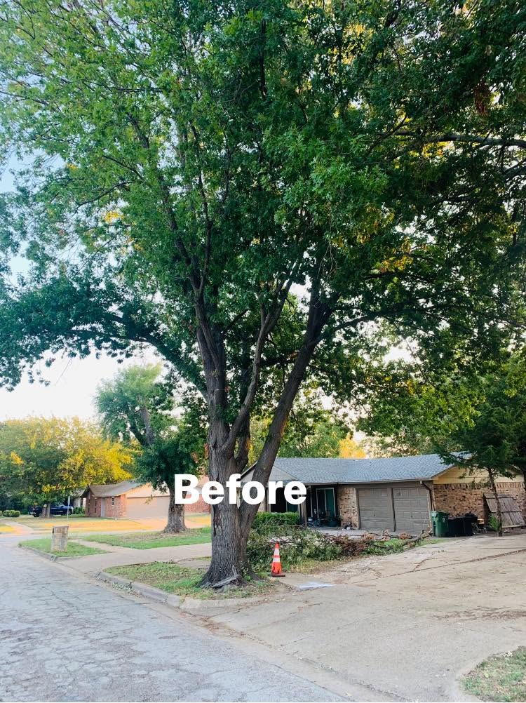 Hernandez Tree & Care project 58