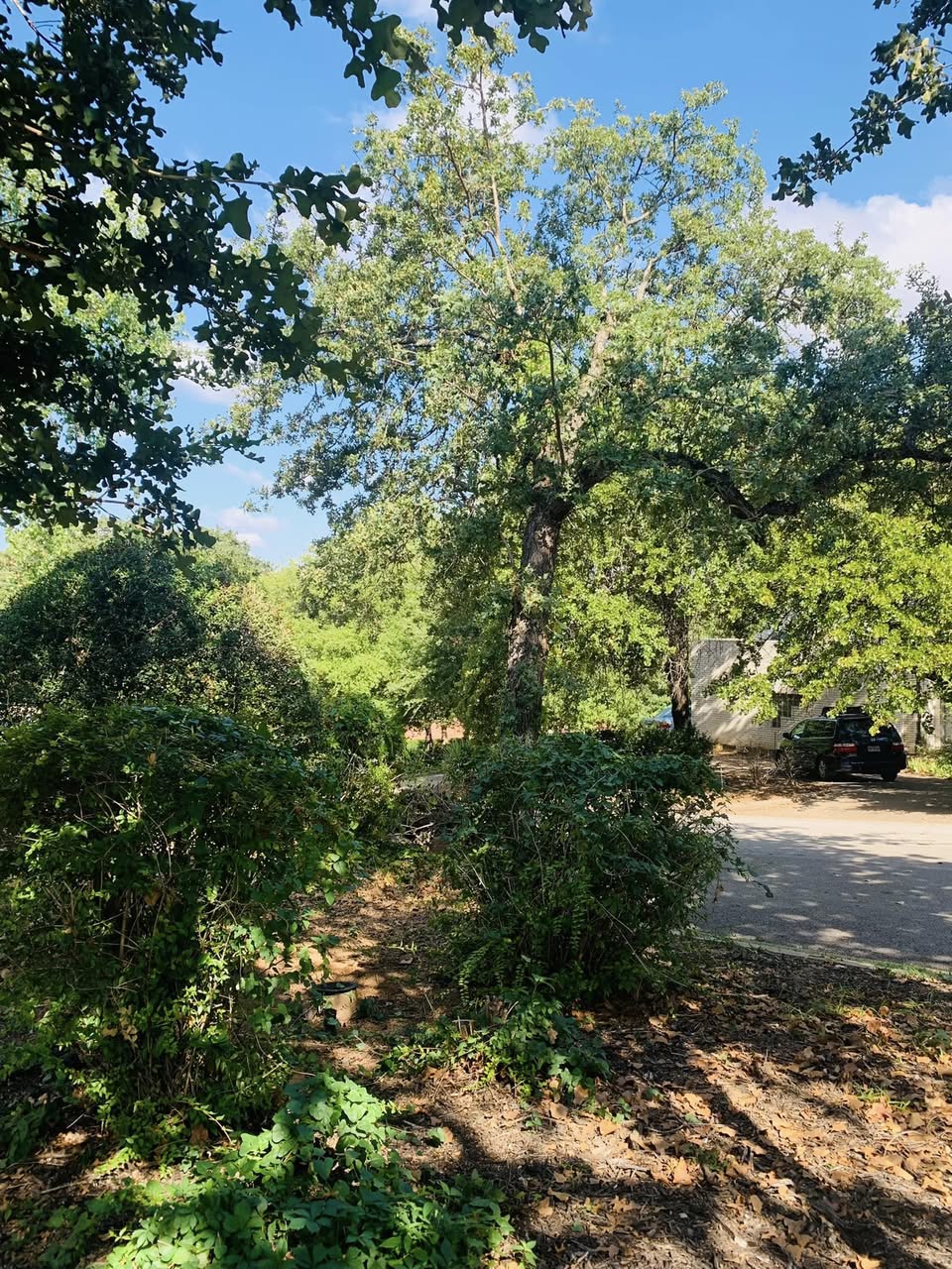 Hernandez Tree & Care project 59