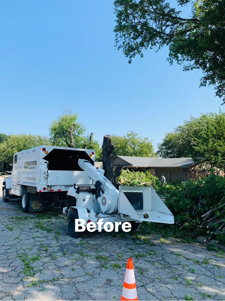 Hernandez Tree & Care project 62