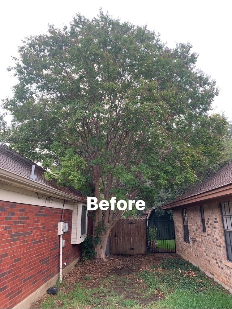 Hernandez Tree & Care project 69