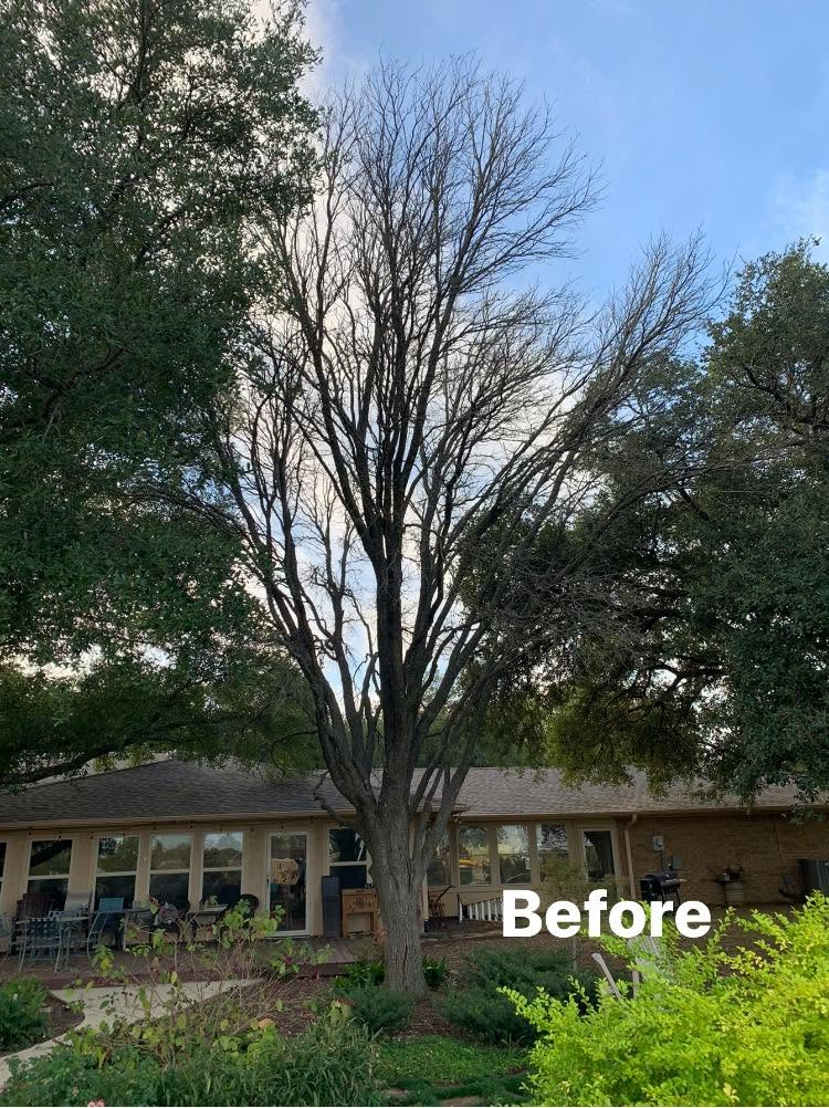 Hernandez Tree & Care project 72