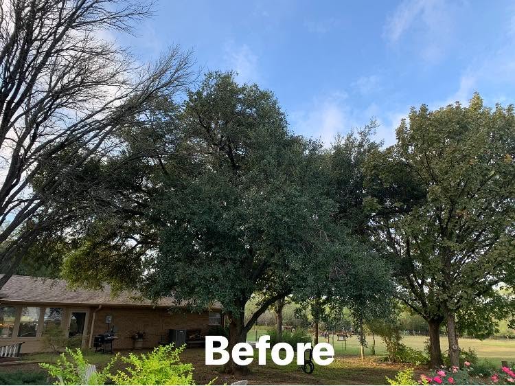 Hernandez Tree & Care project 74