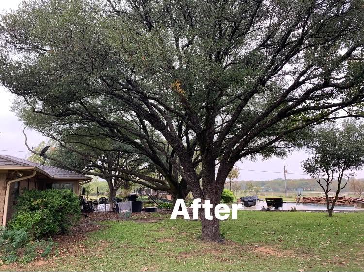 Residential and Commercial Tree Service project