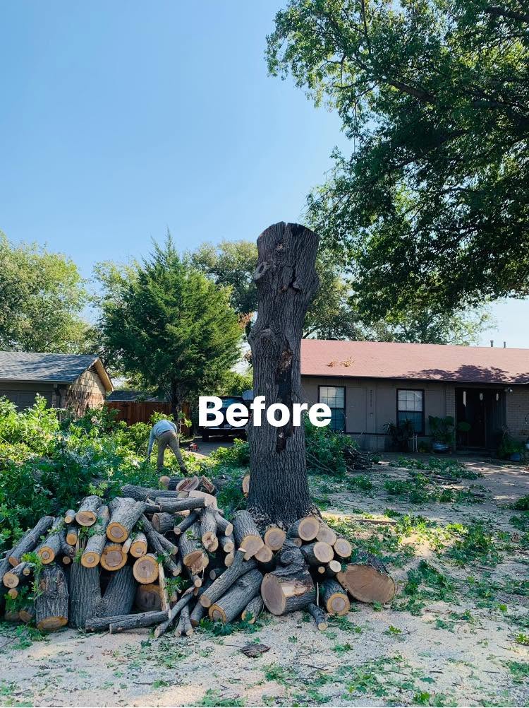 Hernandez Tree & Care project 76