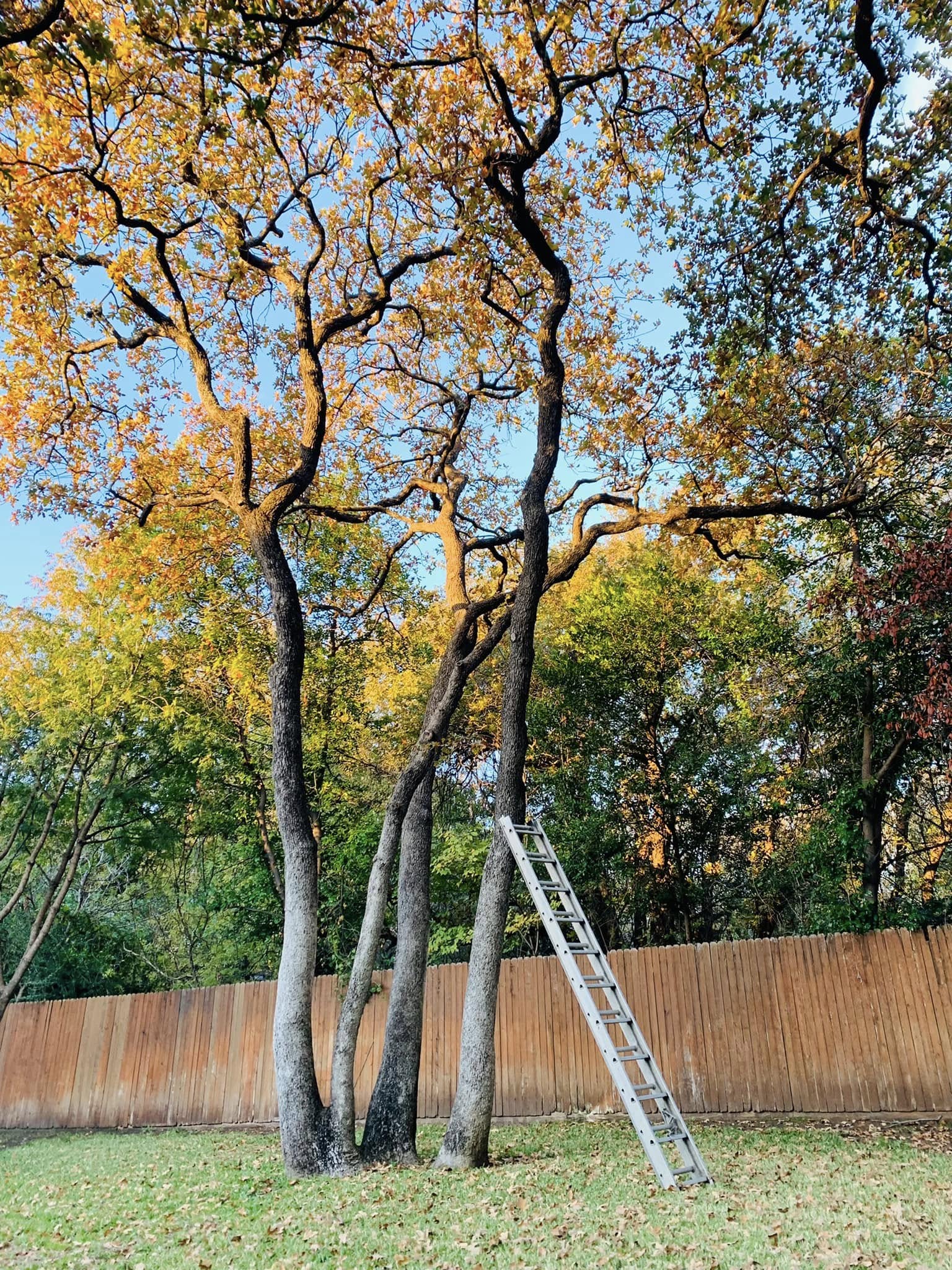 Residential Tree Pruning project