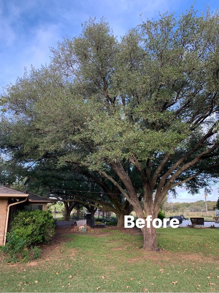 Hernandez Tree & Care project 78