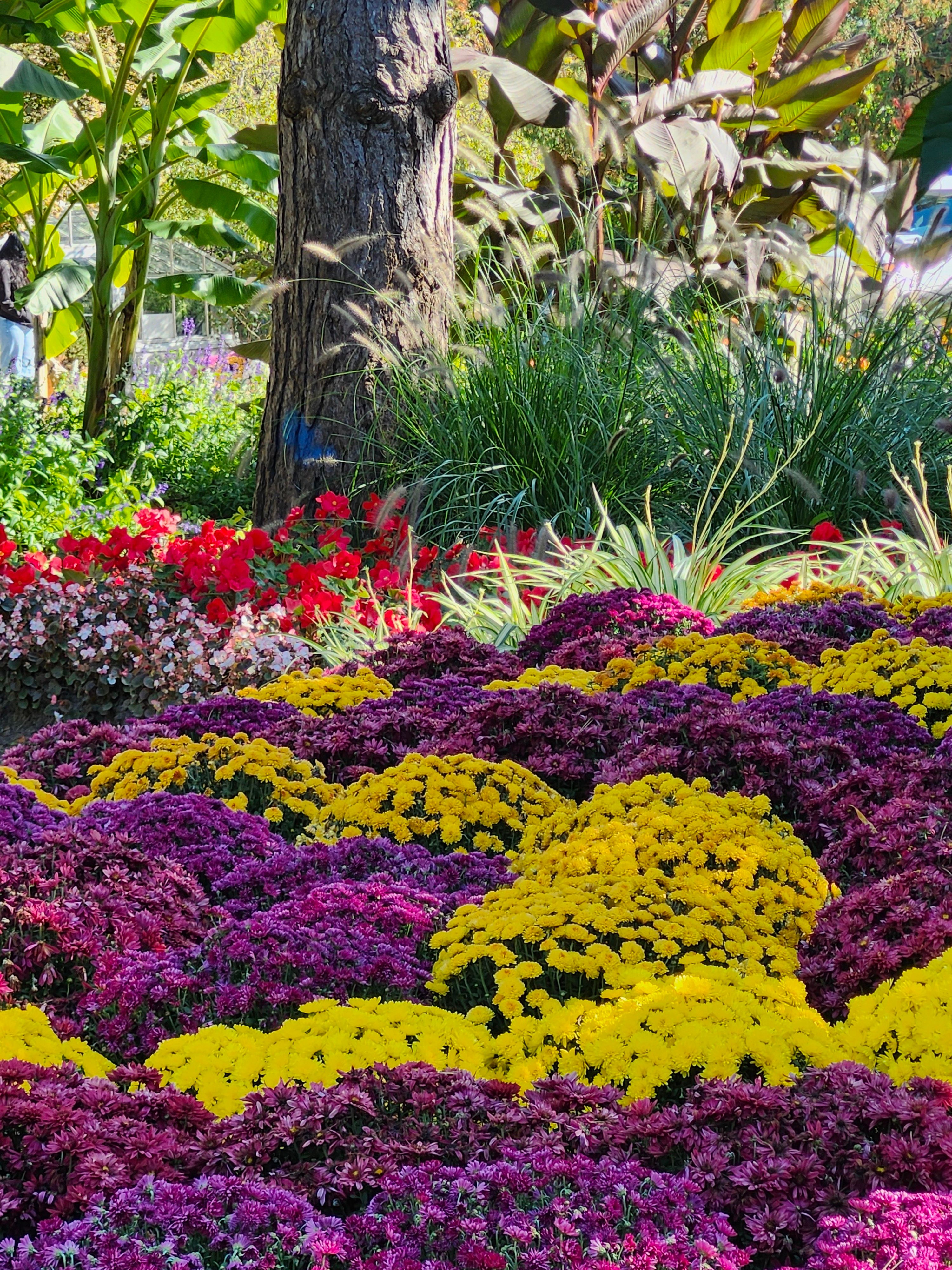 Annual Flowers project